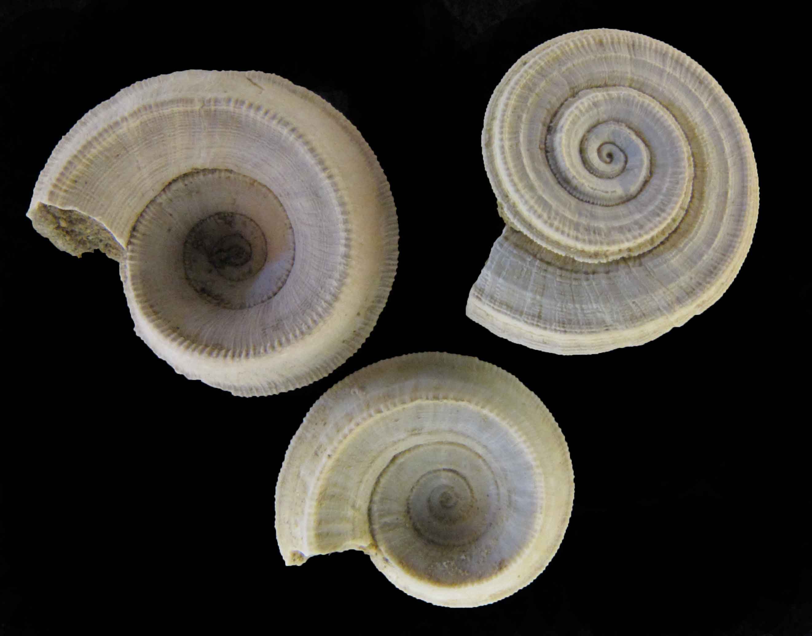 Pseudomalaxis aldrovandii